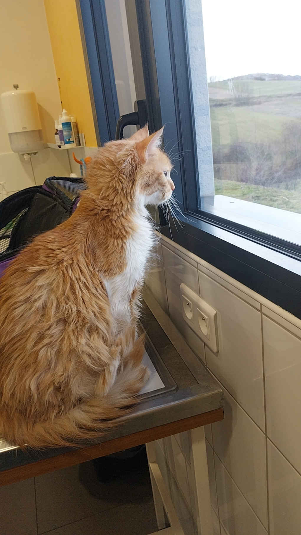 Attente chez le vétérinaire